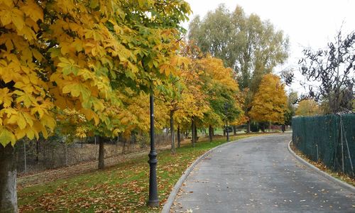 Road amidst trees during autumn