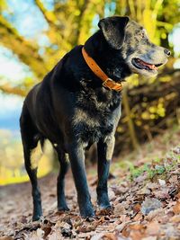 Close-up of dog