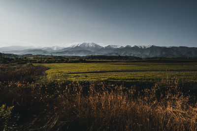 Scenic view of field against sky