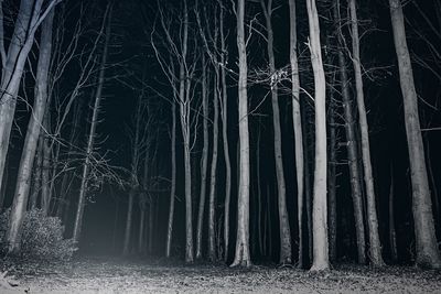 Bare trees in forest at night