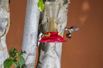 Close-up of a bird flying