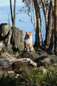 Cat sitting on tree trunk