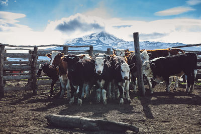 Cows standing in a field in chilean patagonia