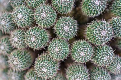 Full frame shot of succulent plant