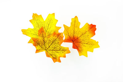 Close-up of yellow maple leaf against white background