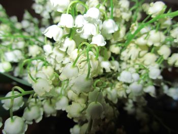 Close-up of white flowers