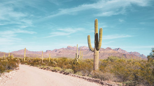 A long way among cacti in search of the arizona dream