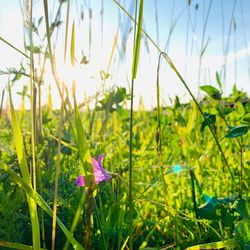 Close-up of purple flowering plants on field