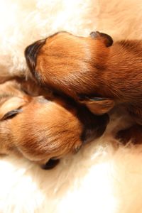 Close-up of dog sleeping