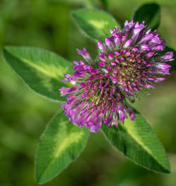 Close-up of pink flowering plant