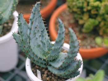 Close-up of succulent plant