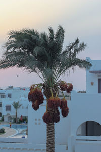 Palm tree by swimming pool against buildings in city