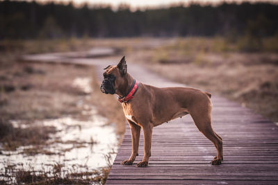 Beautiful boxer dog in nature in an eco park