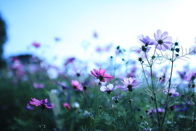 Close-up of purple cosmos flowers blooming outdoors