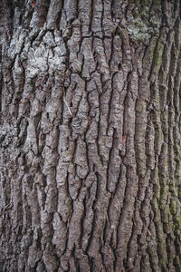 Full frame shot of tree trunk