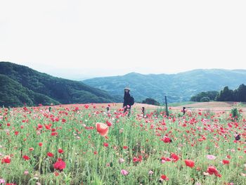 Flowers growing in field