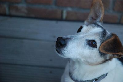 Close-up of dog