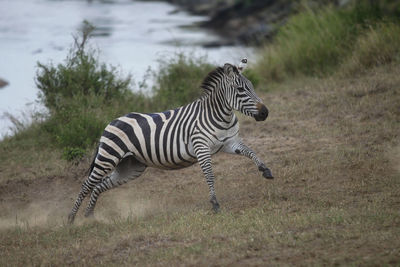 Zebra standing on field