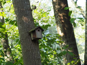 Low angle view of birdhouse on tree trunk