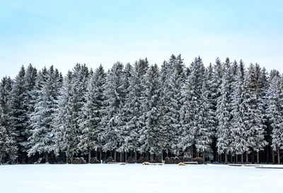 Trees on snow covered field against sky