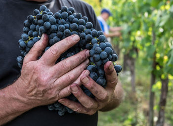 Close-up of man holding grapes