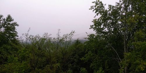 Trees in forest against sky during rainy season