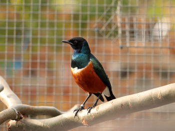 Close-up of bird perching on a fence