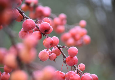 Close-up of berries growing on tree