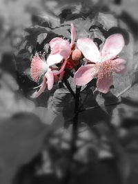 Close-up of pink flowers