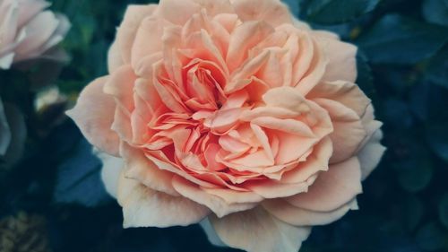 Close-up of pink rose