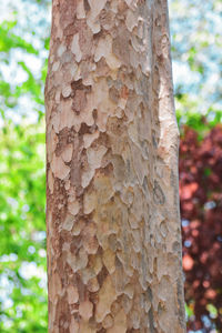 Close-up of a tree trunk