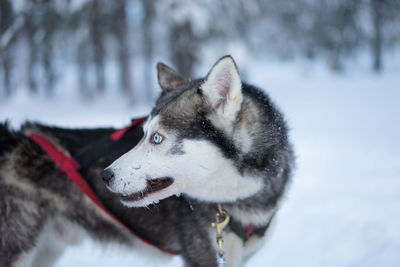 Close-up of dog on snow field
