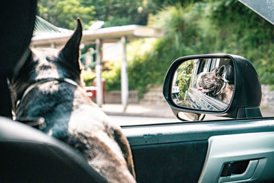 French bulldog looking out of windows in car