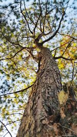 Low angle view of tree trunk in forest