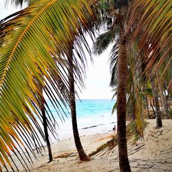 Palm trees on beach against sky