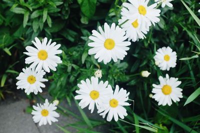 Close-up of white daisy flowers