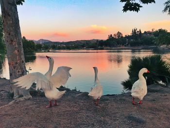 Swans on lake against sky during sunset