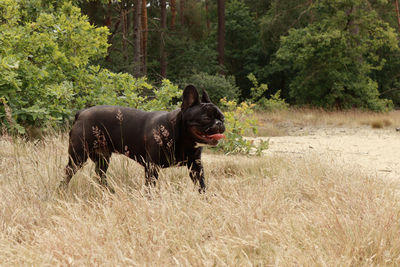 French bulldog on grassy field