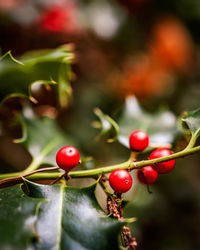 Close-up of red berries growing on tree