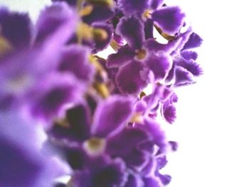 Close-up of purple flower