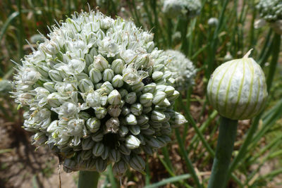 Close-up of flower buds