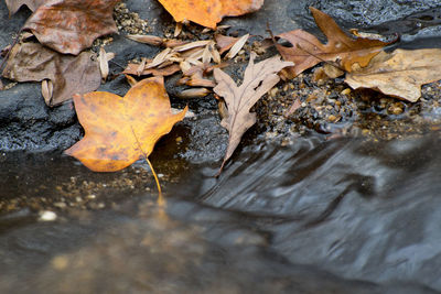 Close-up of maple leaf on water