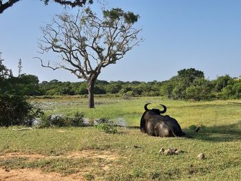 Horse in a field