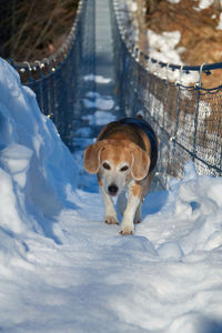 Portrait of dog in snow