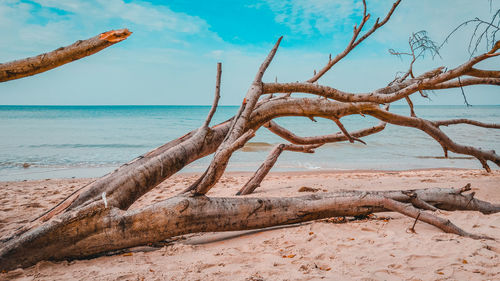 Driftwood on beach against sky