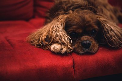 Close-up portrait of a dog