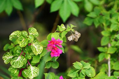 Close-up of pink flowering plant