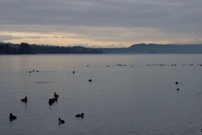 Ducks swimming in lake