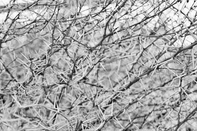 Full frame shot of frozen branches