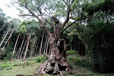 Trees in forest